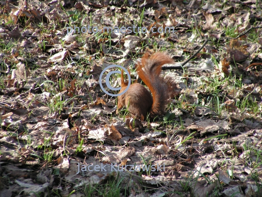 squirrel,park,winter,autumn