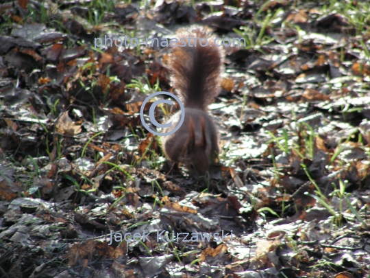 squirrel,park,winter,autumn