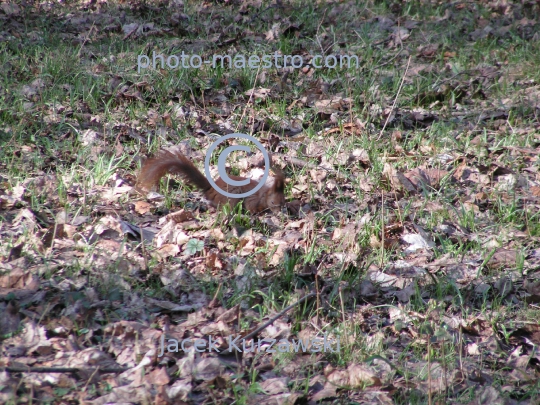 squirrel,park,winter,autumn